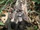 Grecia , Kalampaka , Meteore , bosco di Vlakava , VI-2011 leg Sola C. - Aegomorphus Krueperi ..JPG
