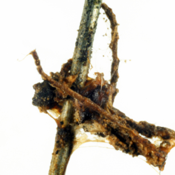 bertea-type.jpg