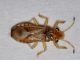 hetero - 2 mm -20110727_240.jpg