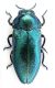 Meliboeus robustus_Resadiye gecidi_Turchia 2011 preparati 019.jpg