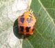 pupa.jpg