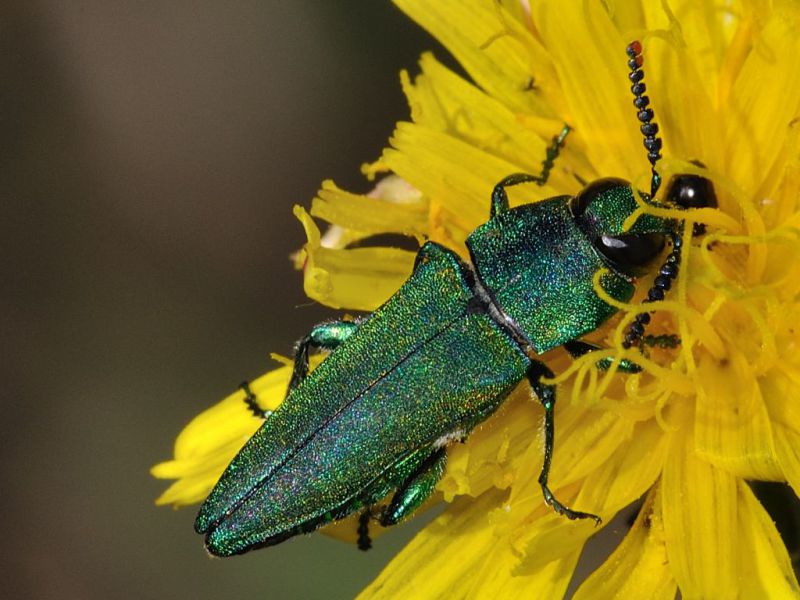 Buprestidae - 12 mm -20110724_173.jpg