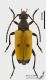 Stictoleptura_tesserula_s.jpg