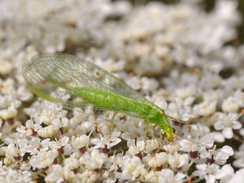 Chrysopidae - Chrysoperla sp20110724_147.jpg