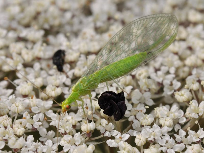 Chrysopidae - Chrysoperla sp20110724_155.jpg