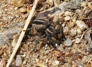 Arachnida f_1 - Copia.JPG