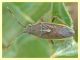 roma parco Aguzzano 31.7.2010 Rhopalidae.JPG