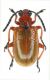Lilioceris faldermanni_Passo N Pülümür 004.jpg
