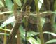 Aeshnidae- Aeshna mixta femm neosfarfallata.jpg