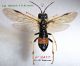 n° 2417 T. (Tenthredella) maculata F - Forum italien.jpg