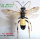 n° 3028 T. (Tenthredella) maculata M - Forum italien.jpg