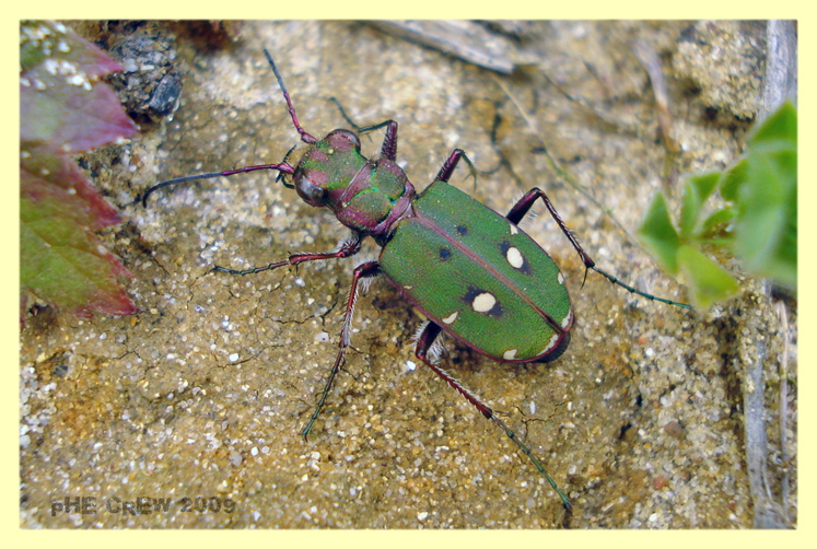 Cicindela (Cicindela) campestris Linnaeus 1758.JPG