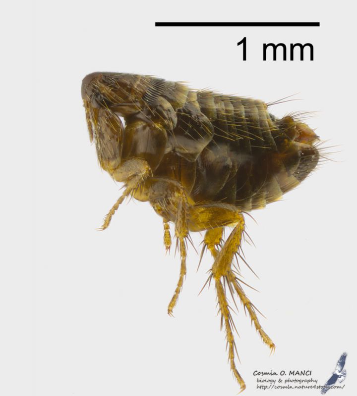 syphonaptera_spermophilus copy_s.JPG