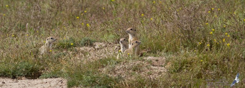 IMG_0018_Spermophilus_x.JPG