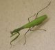 mantis.jpg