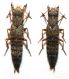 Ontholestes tesselatus (FOURCROY,1785).JPG
