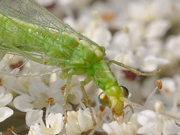 Chrysopidae - Chrysoperla sp 20110724_147 detail.jpg