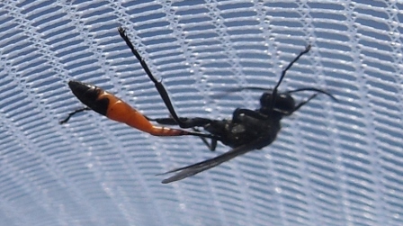 Ammophila.jpg