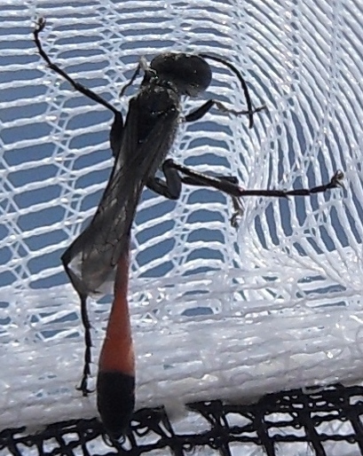 Ammophila2.jpg