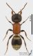 Mutillidae_s.jpg