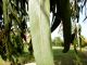 Eucalyptus sp foglieP7250001.jpg