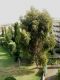 Eucalyptus spP7250010.jpg