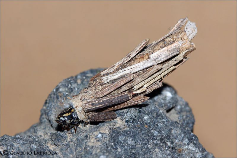 Pachythelia_villosella_cf_4831.jpg