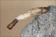 Pachythelia_villosella_cf_astuccio_pupa_6985.jpg