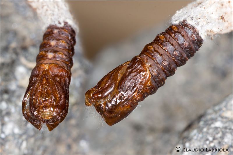 Pachythelia_villosella_cf_dettagli_pupa_6990_6992.jpg