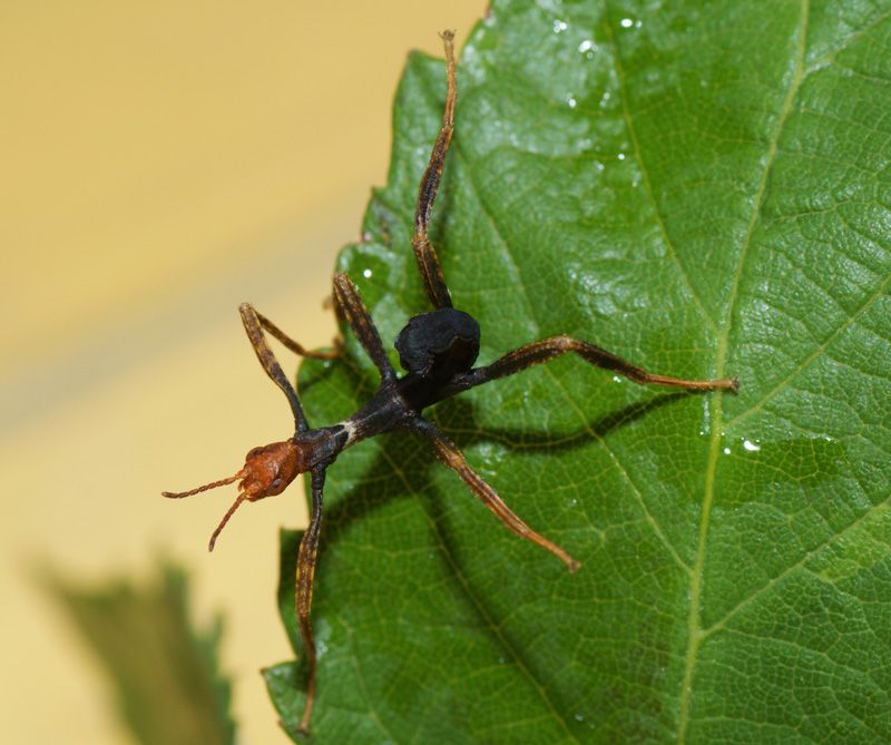 DSC02131-B-Extatosoma-tiaratum-15-gg.jpg