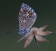 IMGP1815_Lycaenid_sm.JPG