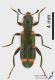Trichodes_suspectus_s.JPG