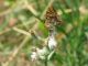 IMG_43350mm.jpg