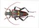 Akimerus berchmansi female_Buglan gecidi 060.jpg