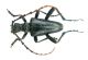 Akimerus berchmansi male black_Buglan gecidi 064.jpg