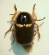 Cryptocephalus 2.8mm Zola 08.7.11.JPG