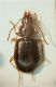 Trechus 4.3mm Sasso 03.7.11.JPG
