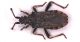 Strobilotoma_typhaecornis.jpg