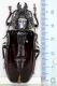 Mallodon spinibarbis fem.jpg