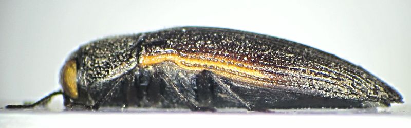 A.(C.) chotanica lat.view.jpg