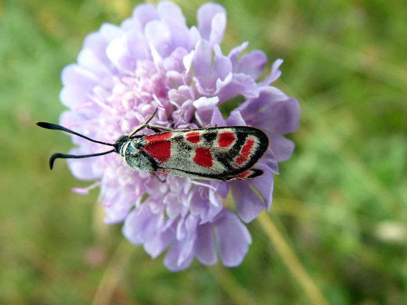 zygaena carniolica.jpg