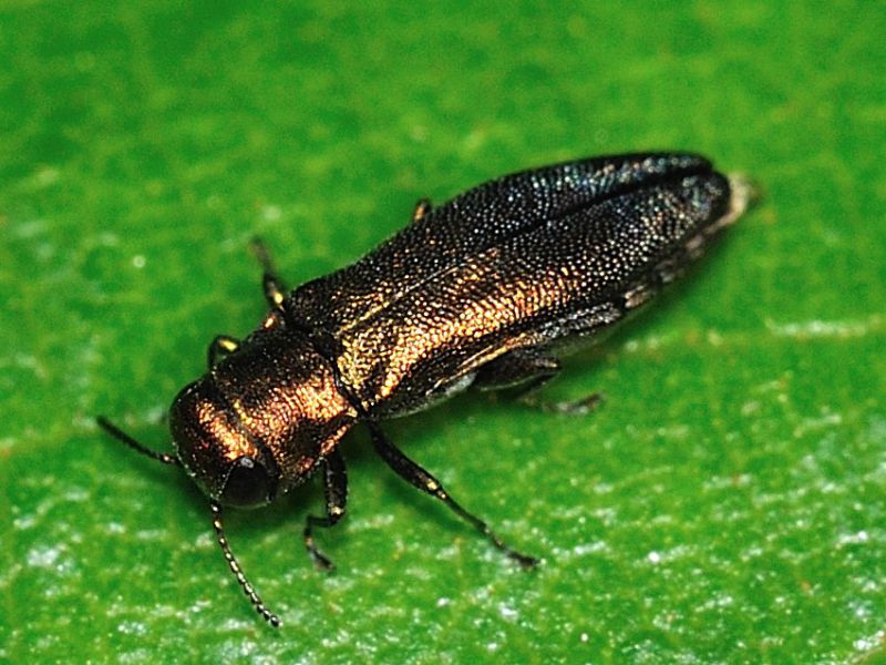 Buprestidae - 5 mm -20110713_036.jpg