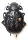 Pim. granulata granulata 01.jpg