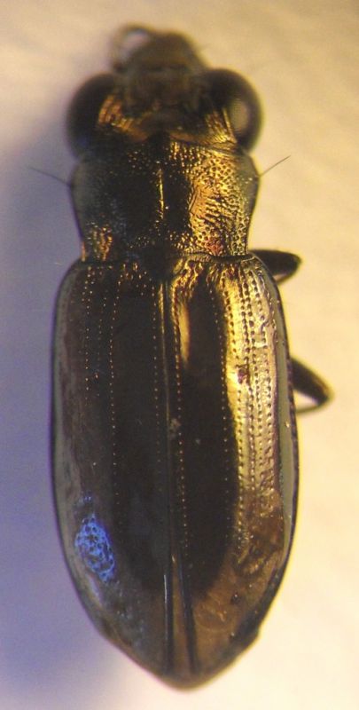 Coleoptera g_microscopio_Sito 2_12 e 13 aprile.JPG