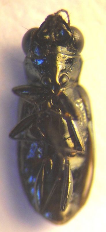 Coleoptera g_microscopio_Sito 2_12 e 13 aprile_2.JPG