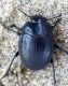 P1020355 Tenebrionidae.jpg