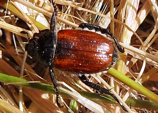 Coleoptera c_Sito 2_10 e 11 maggio_1.JPG