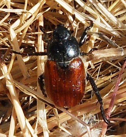 Coleoptera c_Sito 2_10 e 11 maggio_2.JPG