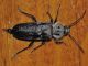 Cerambycidae - Hylotrupes bajulus - 16 mm -20110807_194.jpg