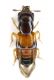 Oxyporus sp_Staphylinidae_Senköy_Turchia 2011 preparati 033.jpg